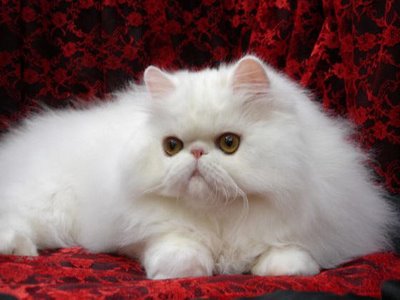 Tips How To Taking Care Persian Cats FREE YOUR PETS F